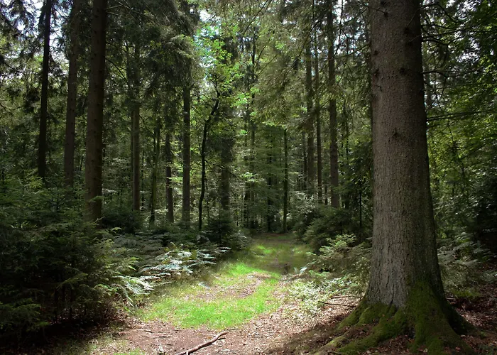 Bed & Breakfast Au Fil Des Saisons Sur La Wiels Fauvillers